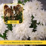 UGAOO Mustard Oil Cake Powder for Healthy Plants And Soil - 1 Kg - Image 2