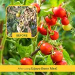 Ugaoo Organic Bone Meal Powder Fertilizer for Plants - 1 Kg - Image 3